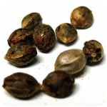 Семена марихуаны АК-47  (Seeds AK-47) в Алатыре